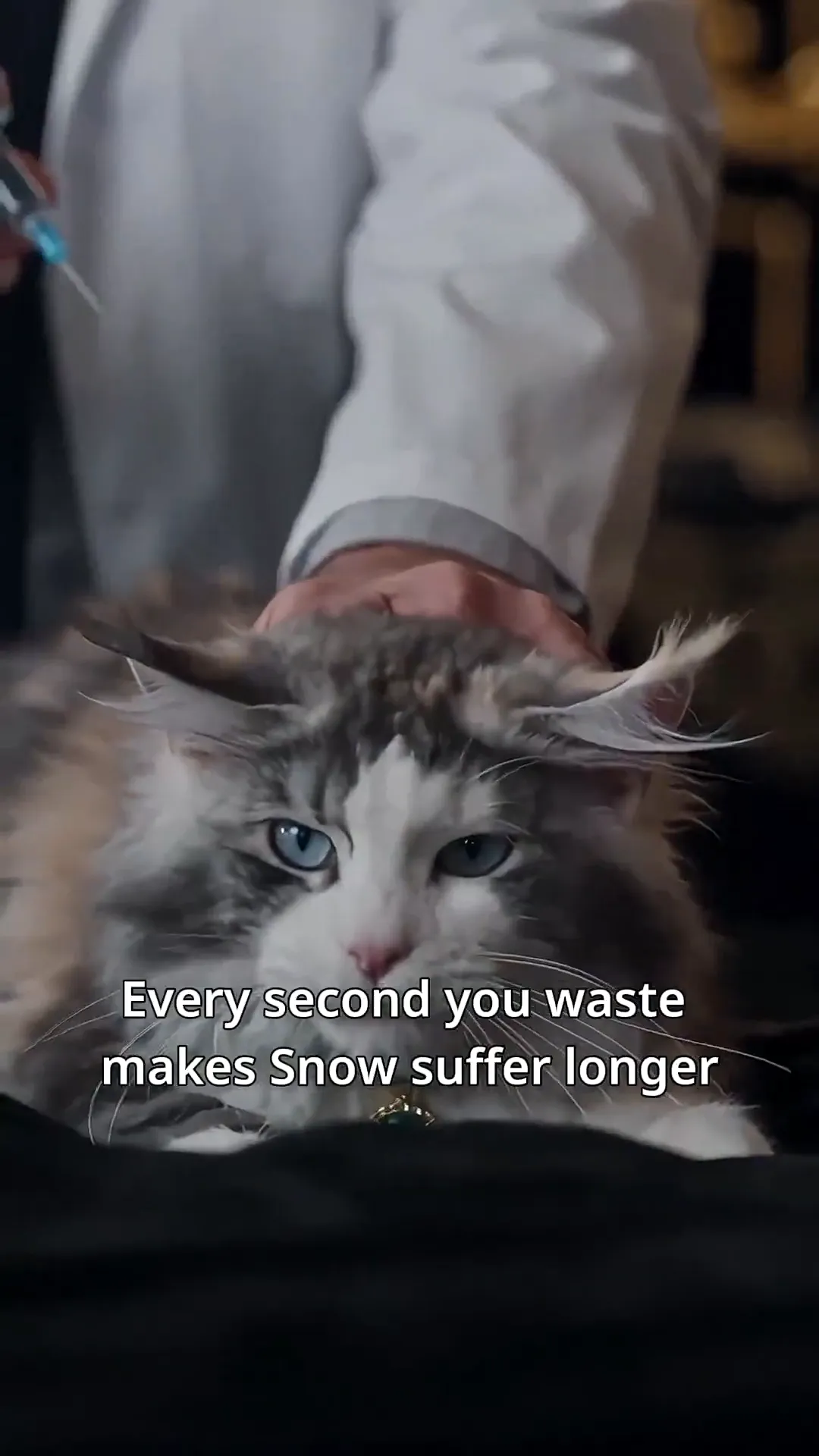 Saving the Owner's Cat, and Winning His Heart - The Don, the Collar, and the Moment Everything Shifted